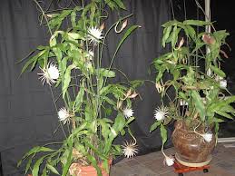 Photo Of Queen Of The Night Epiphyllum Oxypetalum Have 1 Of These Garden Org Unique Plants Plants Garden