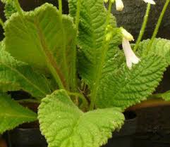 Image result for Streptocarpus leptopus