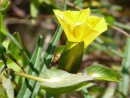 Image result for Xenostegia medium