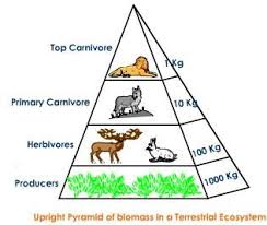 Upright Pyramid Of Biomass This Occurs When The Larger Net Biomass Of Producers Support A Smaller Weight Of Consumers Example Forest Ecosystem Science Eveil