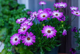 Fiori tipo margherite grandi, girasoli o gerbere. Gerbera Purple Bouquet Free Photo On Pixabay