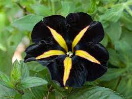 Phantom Petunia Makes A Striking Addition To Your Garden Petunias Petunia Flower Black Flowers