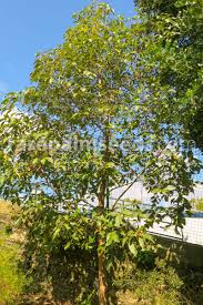 Image result for Lophostemon confertus