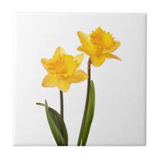Yellow Daffodils On White Daffodil Flower Blank Ceramic Tile Zazzle Com In 2020 Daffodil Flower Yellow Daffodils Daffodils