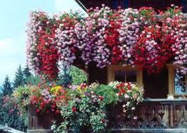 Un experimento divertido ideal para cosechar tomates en casa con los mas pequeños. Las Mejores Plantas Para El Balcon Jardineria En Terrazas Plantas Colgantes Jardines