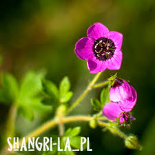 Image result for Geranium ocellatum