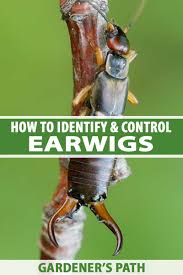 I try a few strategies and tell you what really works. How To Identify And Control Earwigs Gardener S Path