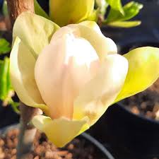 Image result for magnolie sunsation