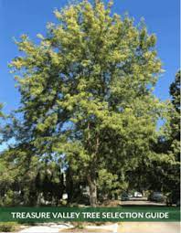 Fig trees thrive in hardiness zones 8 through 10. Tree Selection Guide City Of Boise