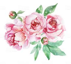 Pink Watercolor Peonies With Buds Royalty Free Pink Watercolor Peonies With Buds Stock Vector Art More Images Of 2015 Peony Art Peony Painting Peony Drawing