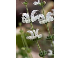 Image result for Xerophyta argentea