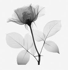 Form In Art Google Search Xray Flower Xray Art Flower Art