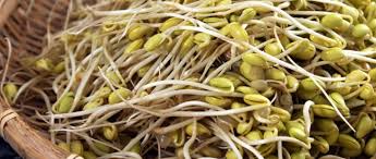 Untuk membuat tauge yang berasal dari kacang hijau yang harus dipersiapkan adalah sebagai berikut : Resep Membuat Kecambah Kedelai Dan Harga Di Pasaran Gitacinta Com