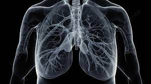 صورة للرئة وصورة شعاعية للصدر, صور الرئتين في الجسم صورة الخلفية للتحميل  مجانا