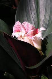 Image result for Costus subbiflorus