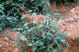 Image result for Amaranthus viridis