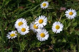 We did not find results for: Daisies Flowers Small Flowers The Delicacy White Grass Meadow Summer Flowering Flourishing Pikist