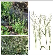 Image result for Dinebra