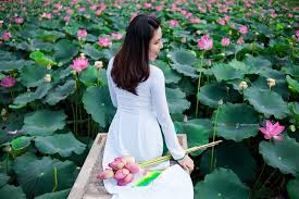Mùa sen nở, điểm danh 5 hồ sen đẹp nhất Việt Nam | Việt Nam Mới