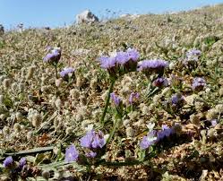 Image result for Limonium sinuatum