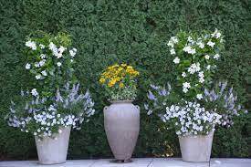 Pin On Pastel Flowers In Pots