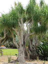 Zach has a mission for you. Ponytail Palm Tree Beaucarnea Recurvata Real Tropicals