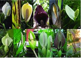 Image result for Araceae