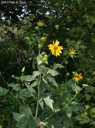Image result for Rudbeckia laciniata