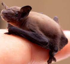 Ive been feeding it dry cat food mixed with water. Can I Keep A Stray Baby Bat As A Pet Virginia Bat Pros