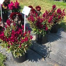 However, you need to make sure that you are giving the plant the right care and importance for it to bloom consistently. Celosia Intenz Dark Purple From Penn State Trial Gardens