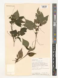 Image result for Cuscuta kilimanjari