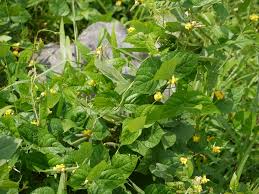 Image result for Vigna radicans