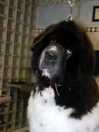 Both the newfoundland and the landseer are said to be descendants of the presently extinct st. Landseer Newfoundland Puppies For Sale Puppies For Sale Dogs For Sale Dog Breeders Dog Kennel Kitten For Sale Cat For Sale