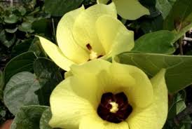 Image result for Bauhinia tomentosa