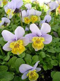 Viola Ice Blue Heart Pansies Flowers Pansies Flower Garden
