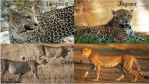 Many people have a hard time distinguishing the difference between a jaguar and a leopard. How Is A Cheetah Different From Jaguar And Leopard