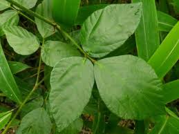 Image result for Hylodesmum repandum