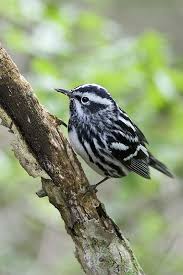 Black And White Warbler Song Black And White Warbler Mniotilta Varia New Haven Connecticut Black And White Beautiful Birds Birds