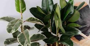 Rubber trees are trees which have dark logs and light leaves. Rubber Tree Plant Care Growing Rubber Fig Ficus Elastica