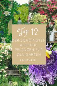 Top 12 Der Schonsten Kletterpflanzen Fur Garten Und Balkon Pflanzen Kletterpflanzen Und Garten Pflanzen