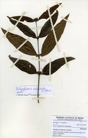 Image result for Polysphaeria