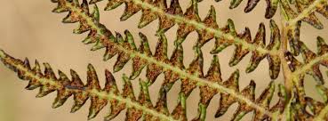 Image result for Thelypteris confluens