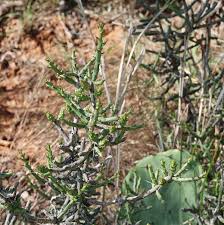 The normal range is arizona to oklahoma, texas, and northern mexico at elevations from 1,000 to 5,000 feet on. Desert Christmas Cholla Needs A Buddy Tree Gjm Nature Media