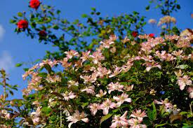 Huge collection, amazing choice, 100+ million high quality, affordable rf and rm images. Clematis Montana Broughton Star Clematis Montana Broughton Star Growing Planting Caring