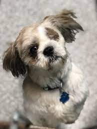 Dogs For Adoption Petfinder Pet Dogs For Sale Dogs Up For Adoption Pet Dogs