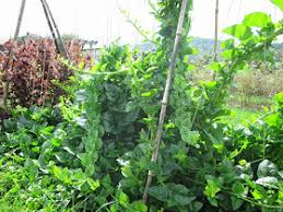 Image result for Basella alba