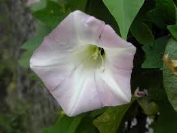 Image result for Convolvulaceae