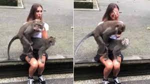 Homem faz sexo com macaco