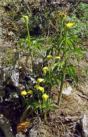 Manudev and others published taxonomic revision of arisaema (araceae) sect. Arisaema Flavum