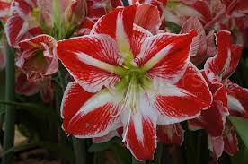 Amaryllis Of The Day The Classic Colors Of Amaryllis Spartacus Give The Flower The Beauty It Deserves Amaryllis Flowers Flowers Amaryllis
